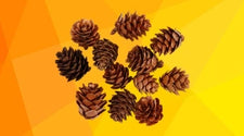 Zapfen & Naturdekoration