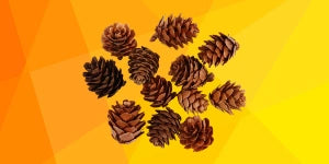 Zapfen & Naturdekoration